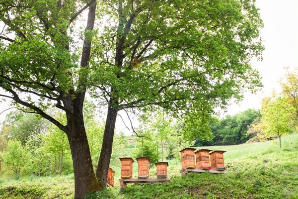 Bienenstöcke neben einem Baum