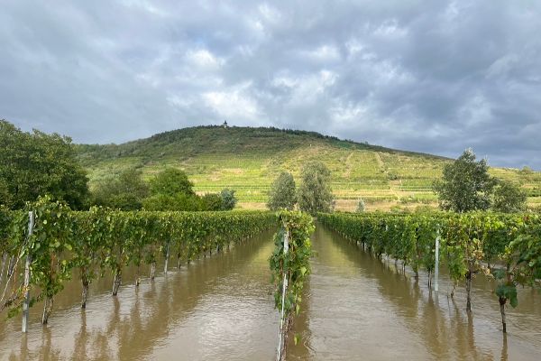 Im Hintergrund ist der berühmte Heiligenstein im Weinbaugebiet Kamptal zu sehen. Davor Weingärten, die vom Hochwasser geflutet sind.