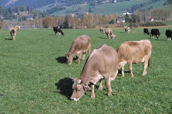 Braunviehkühe auf der Weide 