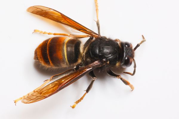 Asiatische Hornisse / Vespa Velutina