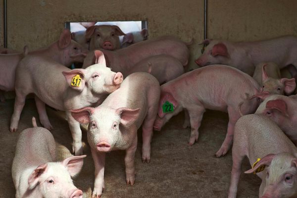 Schweine auf Stroh