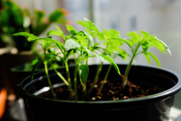 Tomatensetzlinge am Fensterbrett
