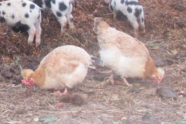 Sulmtaler Huhn