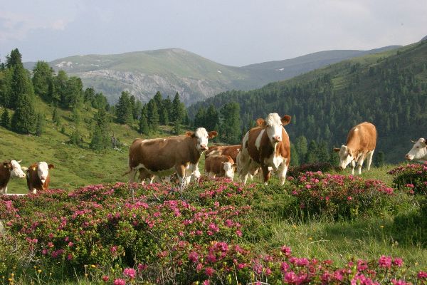 nockberge almrind auf der herde