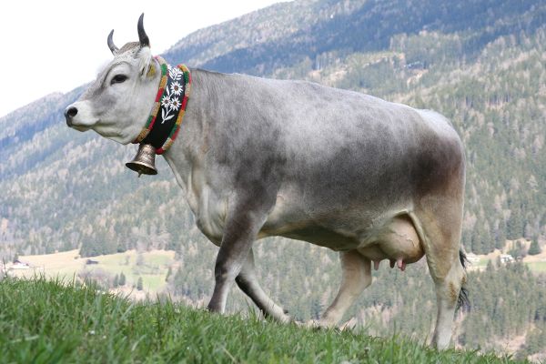 Tiroler Grauvieh