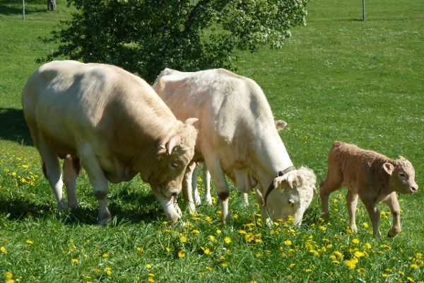 Waldviertler Blondvieh