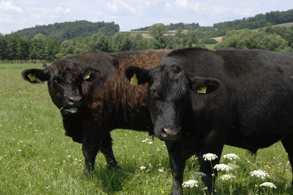 Zickentaler Moorochse