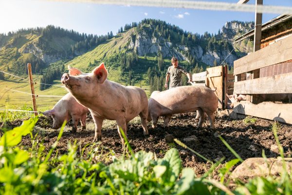 Ländle Alpschwein
