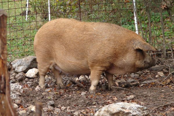 Pannonisches Mangaliza Schwein