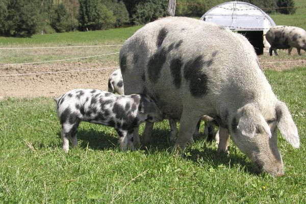 Turopoljeschwein