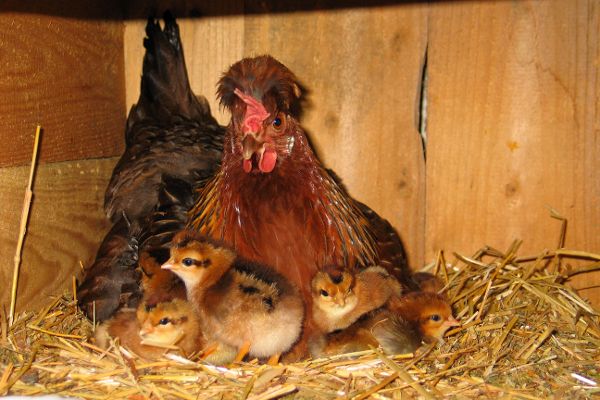 altsteirer huhn mit küken
