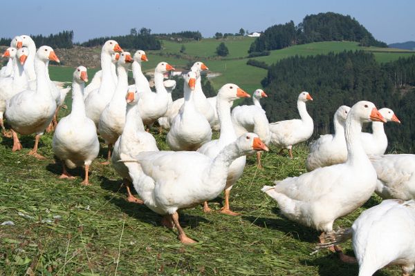 Gänse auf der Alm