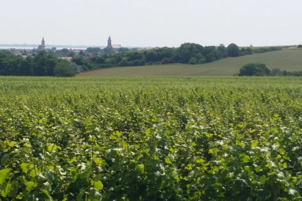 Ruster Ausbruch