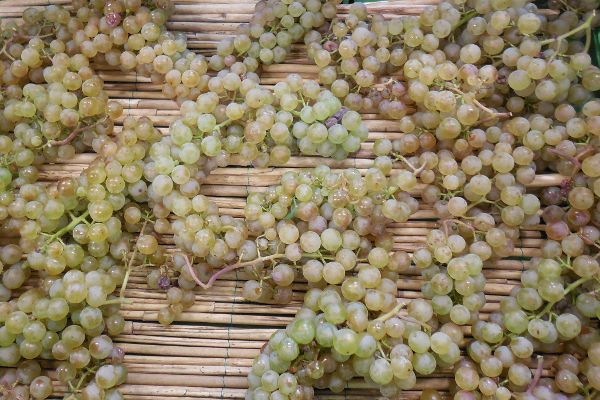 Strohwein Schilfwein