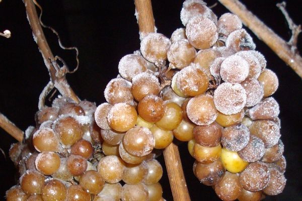 Eiswein