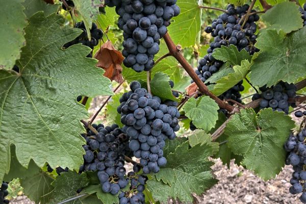 Schilcher Blauer Wildbacher