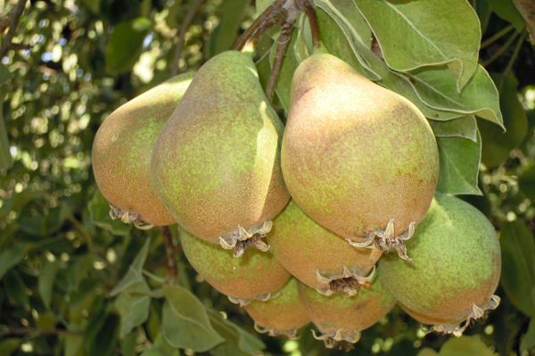 Subira fast reife Früchte am Baum LK Vbg