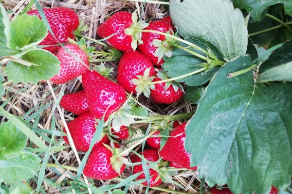 Wiesener Ananaserdbeeren