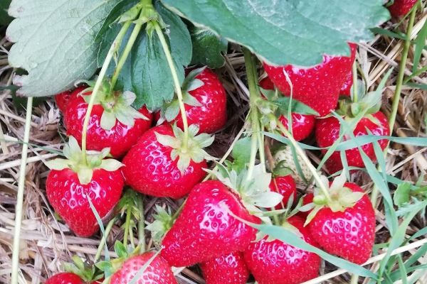 Erdbeeren