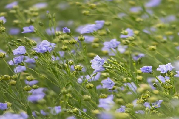 Leinfeld mit Blumen