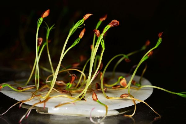 Lärchen-Keimlinge auf einem Wattepad