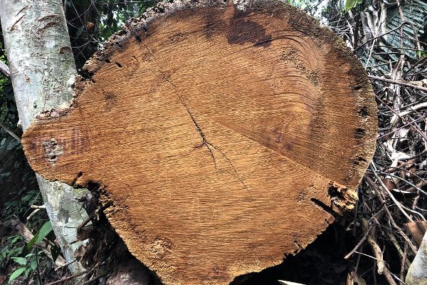 Bild eines Baumstammes