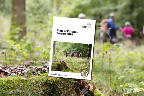 State of European Forests Cover auf einem Foto
