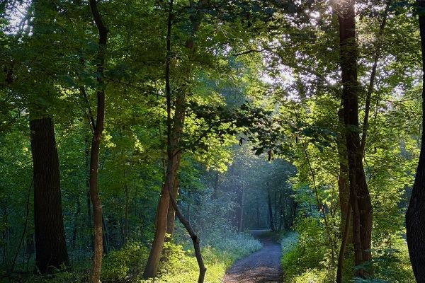 Pfad durch ein Waldstück bei Sonnenschein