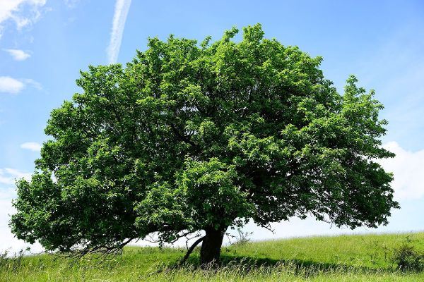 Habitus einer Mehlbeere