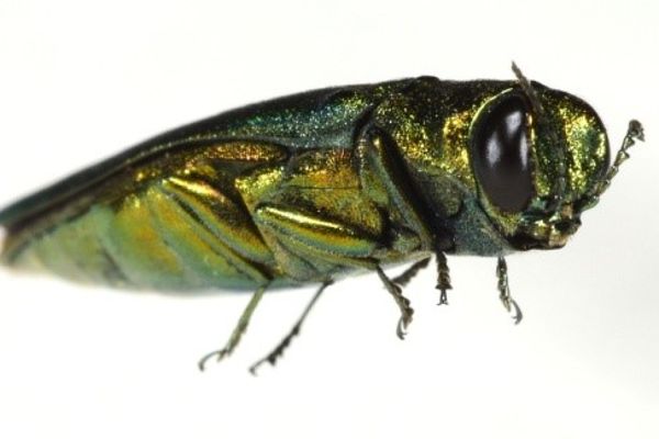Asiatische Eschenprachtkäfer Agrilus planipennis