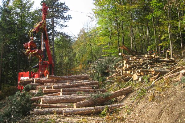 Transport von Holz