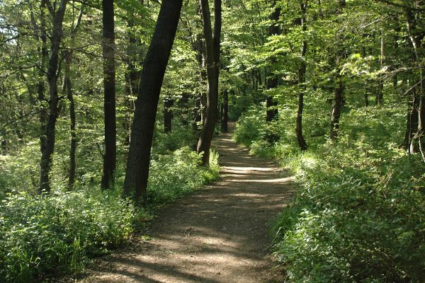 Einblicke in Österreichs Wald und seine Baumarten