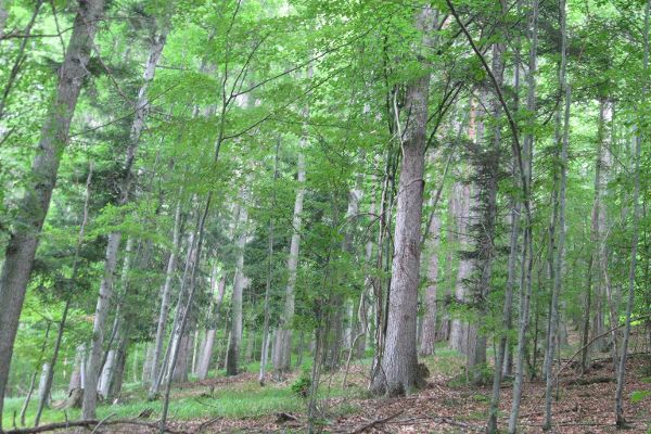 Frühing im Mischwald in der Buckligen Welt, alte Fichten, Tannen und junge Buchen 