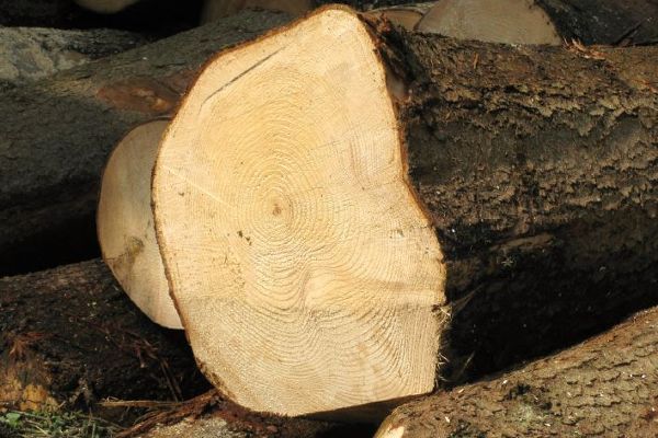 Holzbloche im Wald