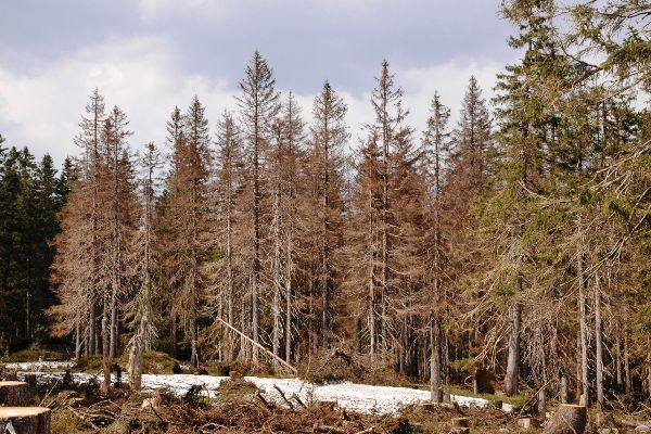 Durch Borkenkäfer geschädigter Fichtenwald