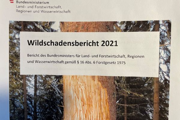 Titelbild des Wildschadensbericht 2021 mit Schälschäden an Fichte