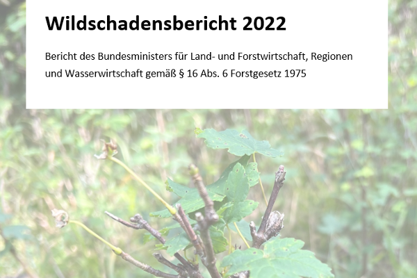 Das Bild zeigt einen verbissenen Bergahorn und den Titel des Wildschadensberichtes