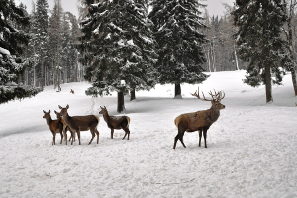 Schalenwild im Winter