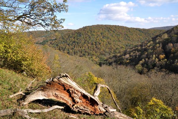 Wildlebensraum Wald