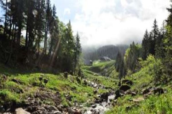 Straniger Bach, runderherum WAld