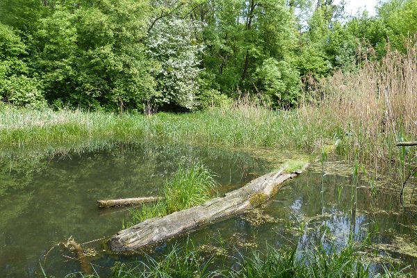 Donau-Au bei Klosterneuburg