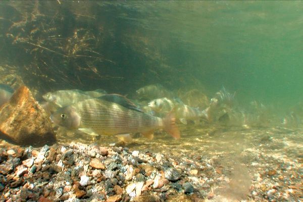 Fischwanderung