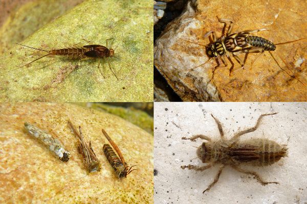 Verschiedene Insekten