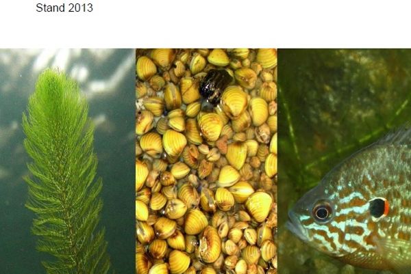 Coverbild Aquatische Neobiota in Österreich