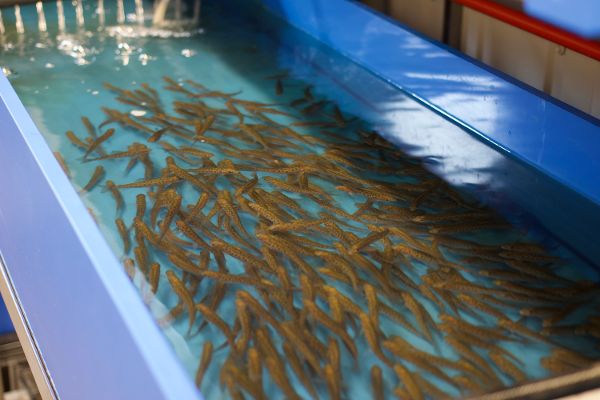 Jungfische in der Aufzuchtanlage