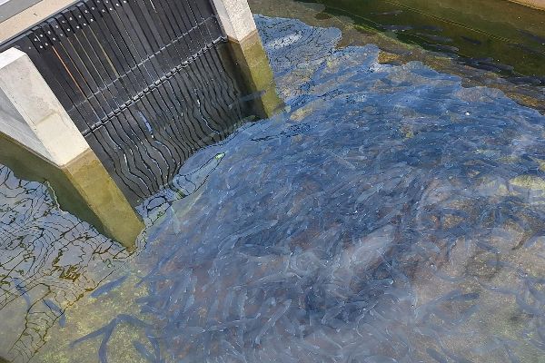 Wasserbecken einer Aquakulturanlage mit Fischbesatz
