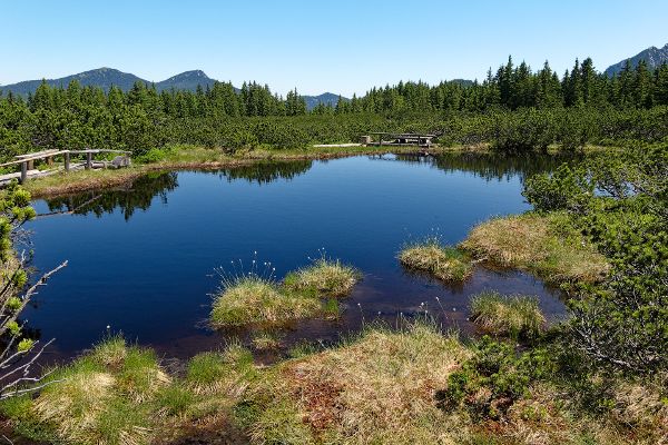 Großes Löckenmoos in Oberösterreich