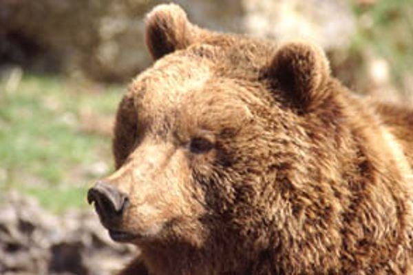 Bär