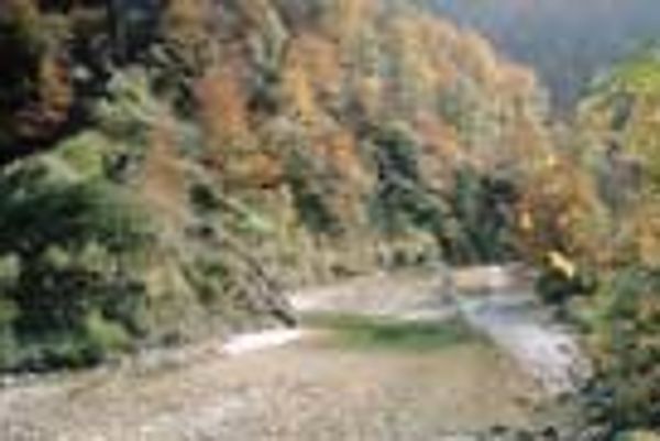 Mischwald im Nationalpark Kalkalpen