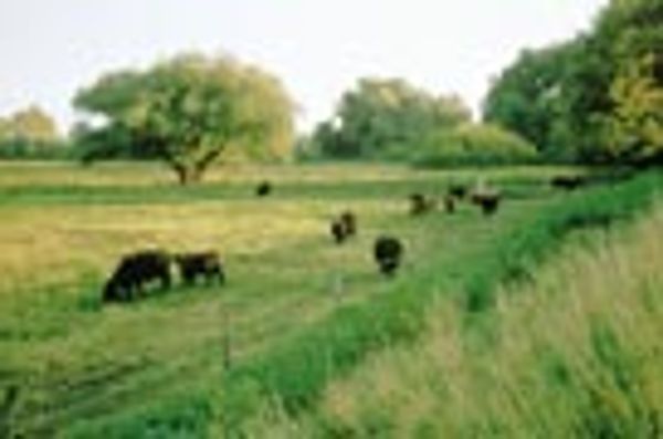 Rinderherde bei Marchegg